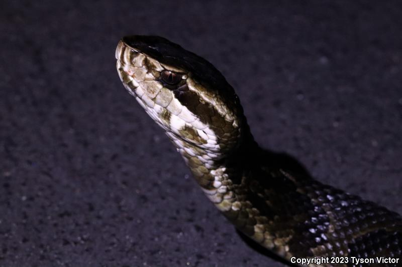 Florida Cottonmouth (Agkistrodon piscivorus conanti)