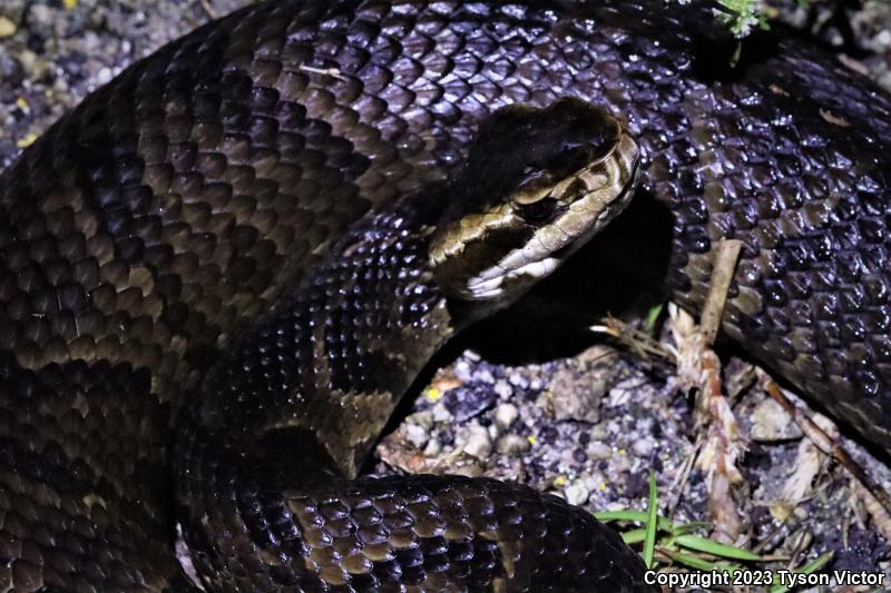 Florida Cottonmouth (Agkistrodon piscivorus conanti)