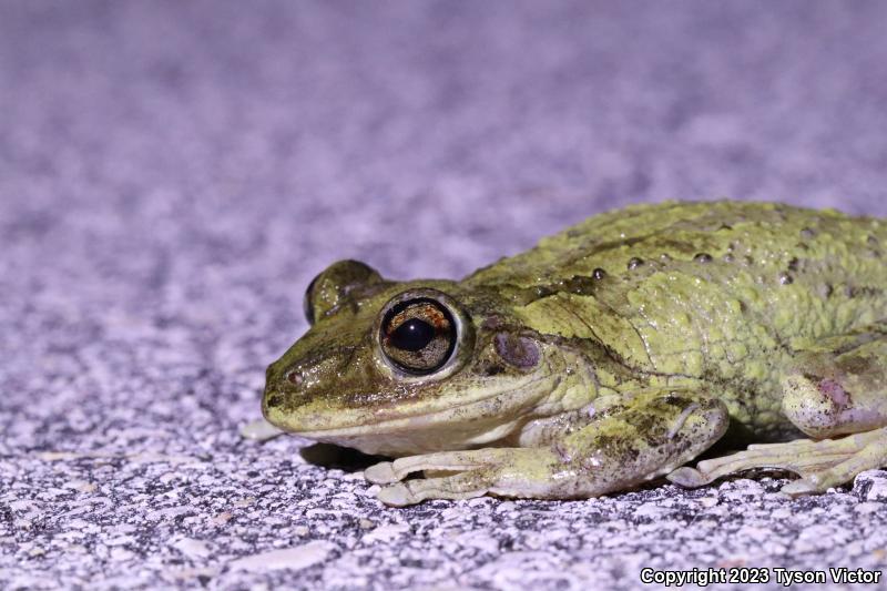 Cuban Treefrog (Osteopilus septentrionalis)