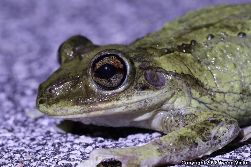 Cuban Treefrog (Osteopilus septentrionalis)