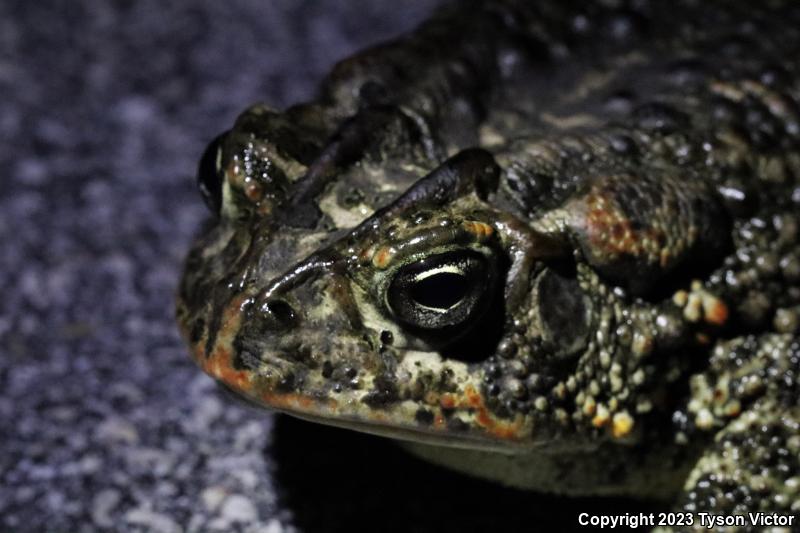 Southern Toad (Anaxyrus terrestris)