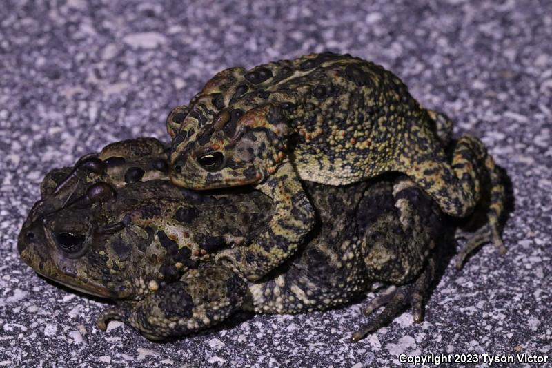 Southern Toad (Anaxyrus terrestris)