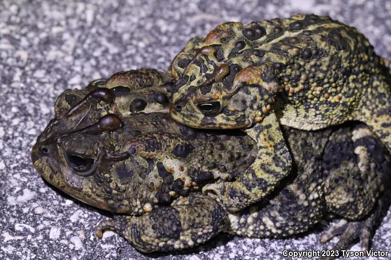 Southern Toad (Anaxyrus terrestris)