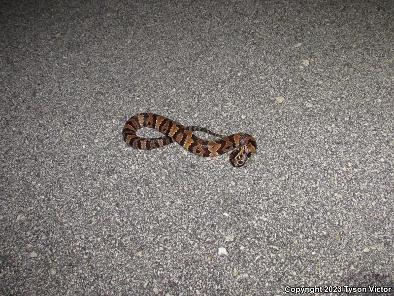 Florida Cottonmouth (Agkistrodon piscivorus conanti)