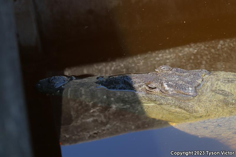 American Crocodile (Crocodylus acutus)