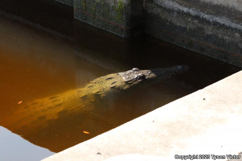 American Crocodile (Crocodylus acutus)