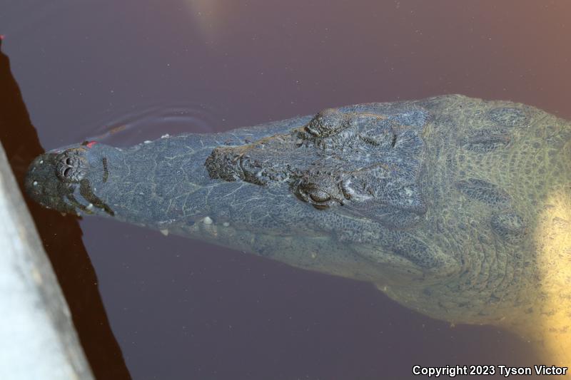 American Crocodile (Crocodylus acutus)