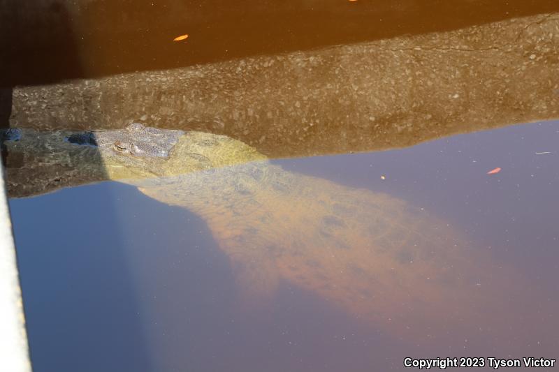 American Crocodile (Crocodylus acutus)