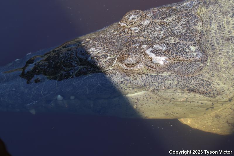 American Crocodile (Crocodylus acutus)