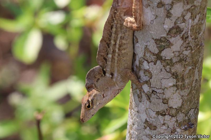 Cuban Brown Anole (Anolis sagrei sagrei)