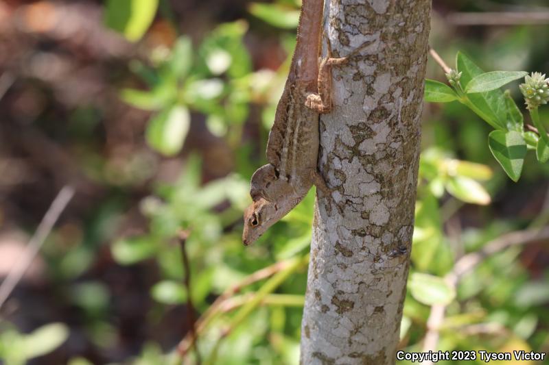 Cuban Brown Anole (Anolis sagrei sagrei)