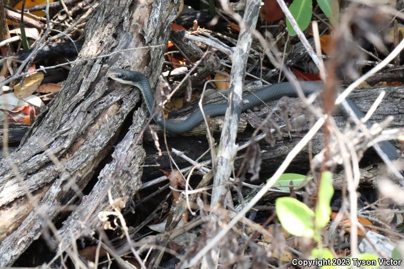 Everglades Racer (Coluber constrictor paludicola)