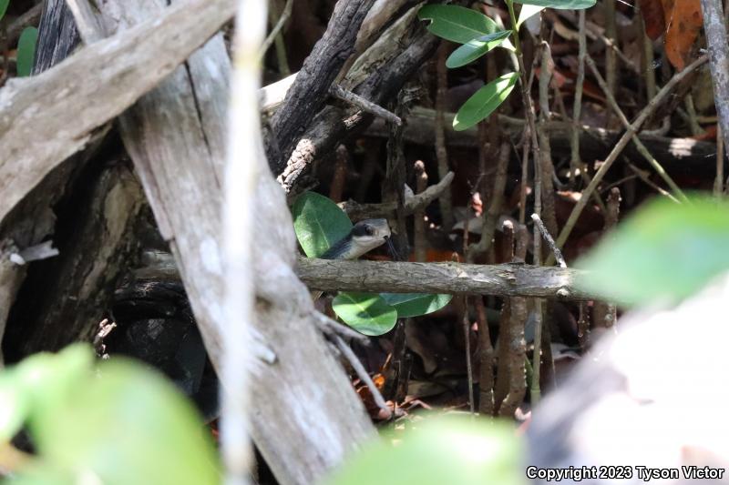 Everglades Racer (Coluber constrictor paludicola)