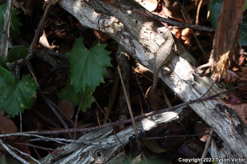 Northern Curly-tailed Lizard (Leiocephalus carinatus)