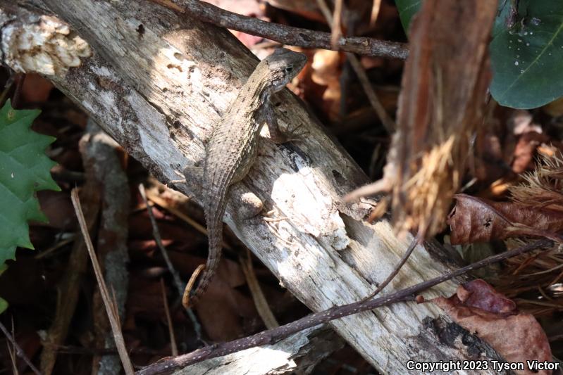 Northern Curly-tailed Lizard (Leiocephalus carinatus)