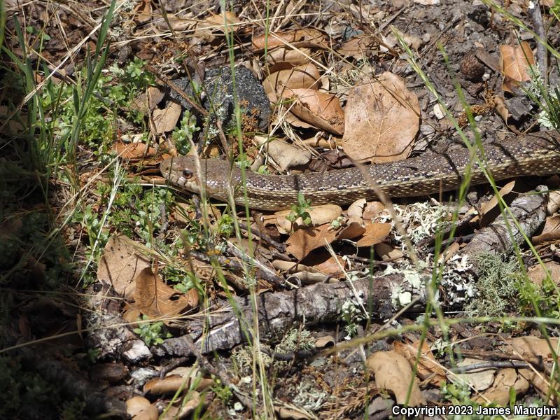 Pacific Gopher Snake (Pituophis catenifer catenifer)