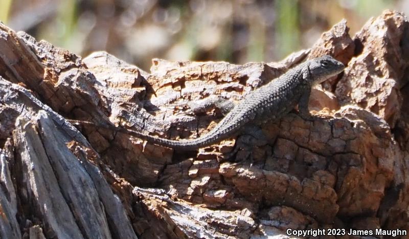 Coast Range Fence Lizard (Sceloporus occidentalis bocourtii)