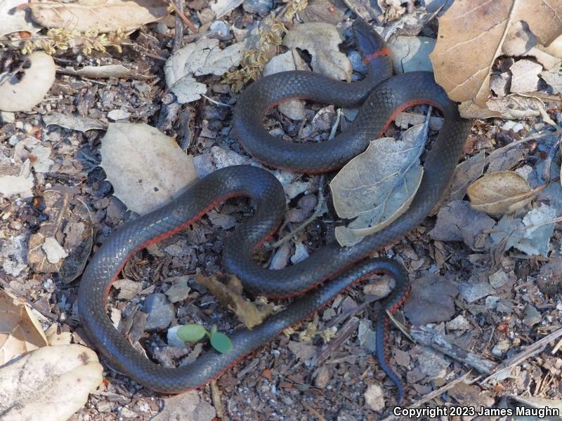 Pacific Ring-necked Snake (Diadophis punctatus amabilis)