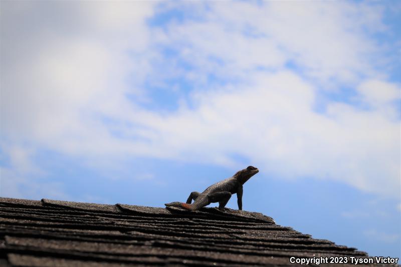 West African Rainbow Lizard (Agama agama africana)