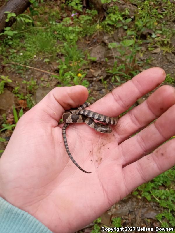 Northern Watersnake (Nerodia sipedon sipedon)