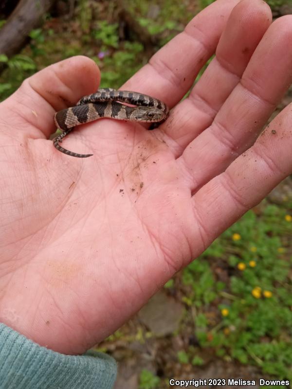 Northern Watersnake (Nerodia sipedon sipedon)