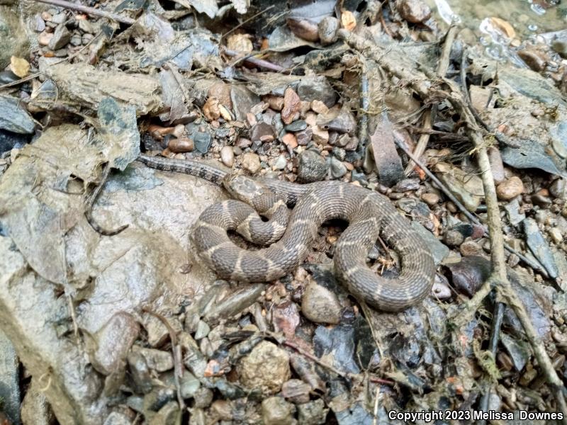 Northern Watersnake (Nerodia sipedon sipedon)