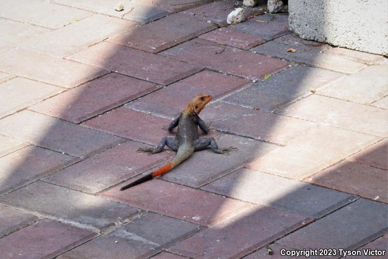 West African Rainbow Lizard (Agama agama africana)