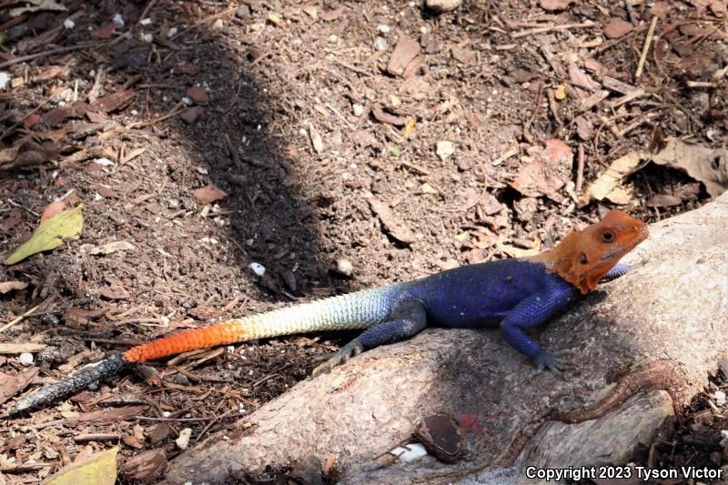 West African Rainbow Lizard (Agama agama africana)