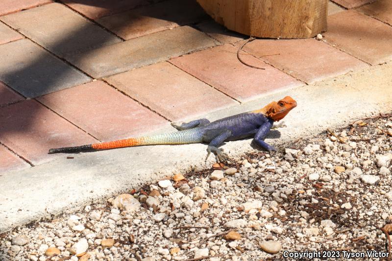 West African Rainbow Lizard (Agama agama africana)