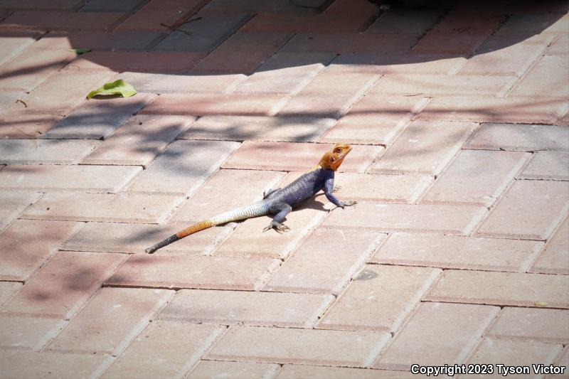 West African Rainbow Lizard (Agama agama africana)