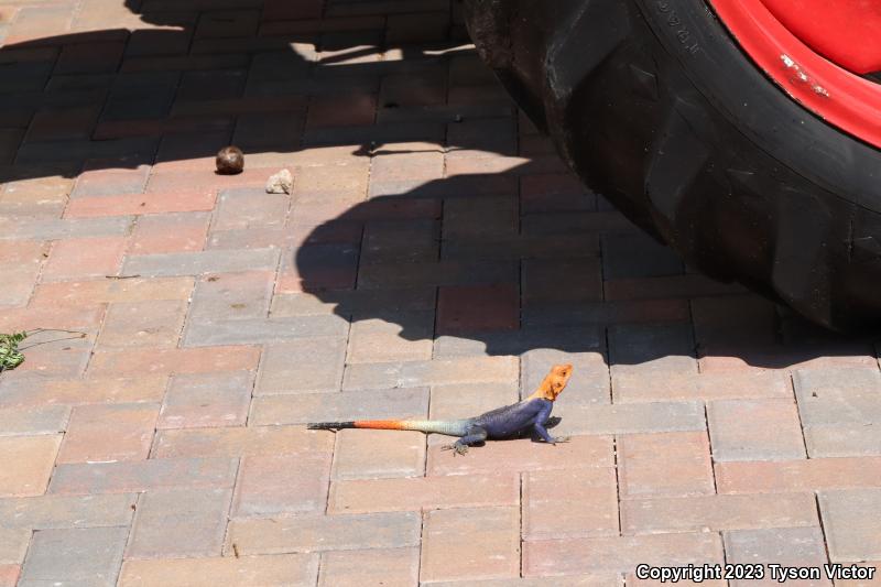 West African Rainbow Lizard (Agama agama africana)