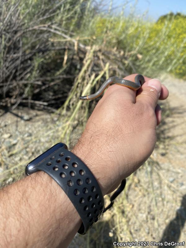 San Bernardino Ring-necked Snake (Diadophis punctatus modestus)