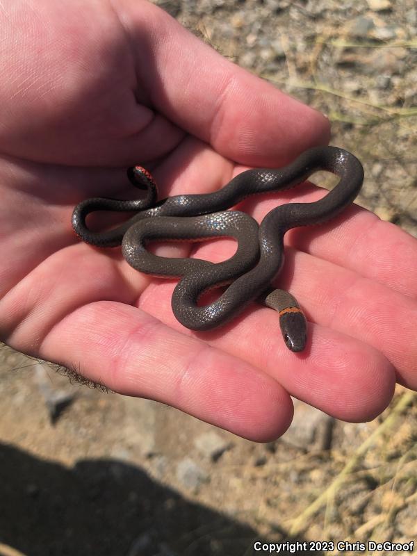 San Bernardino Ring-necked Snake (Diadophis punctatus modestus)