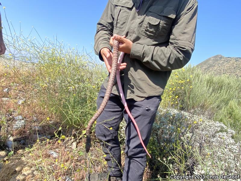 Red Racer (Coluber flagellum piceus)