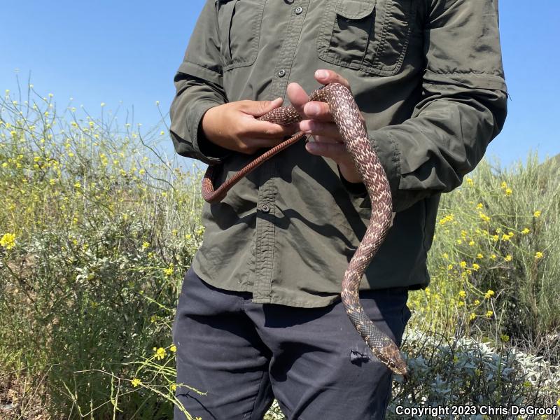 Red Racer (Coluber flagellum piceus)