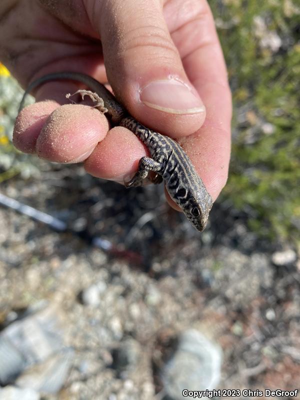 Coastal Whiptail (Aspidoscelis tigris stejnegeri)