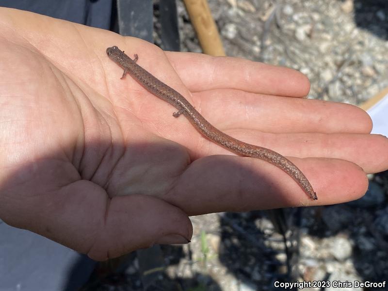 Garden Slender Salamander (Batrachoseps major major)