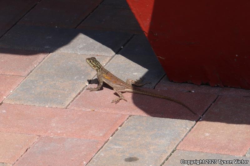 West African Rainbow Lizard (Agama agama africana)