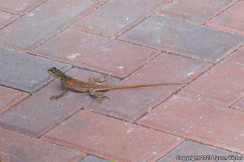 West African Rainbow Lizard (Agama agama africana)