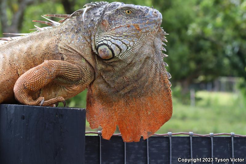 Green Iguana (Iguana iguana)