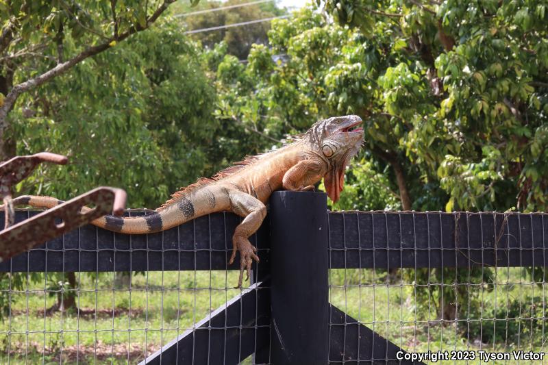 Green Iguana (Iguana iguana)