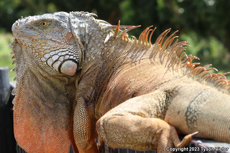 Green Iguana (Iguana iguana)