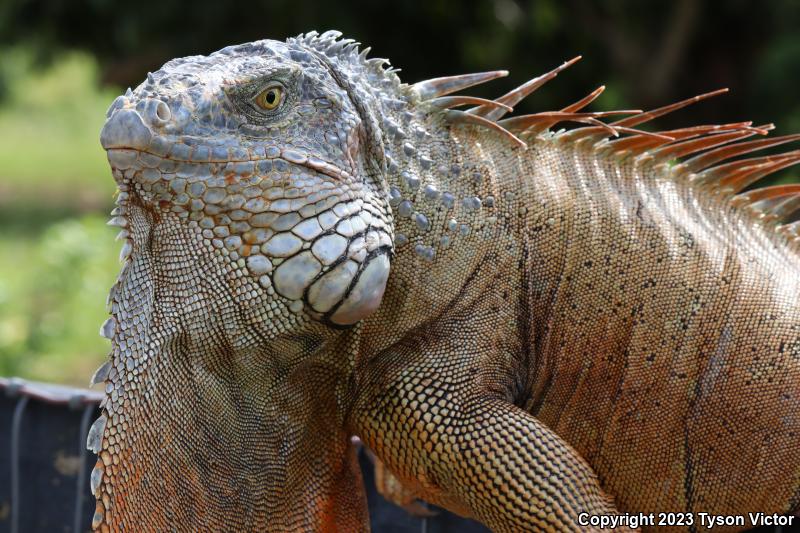 Green Iguana (Iguana iguana)