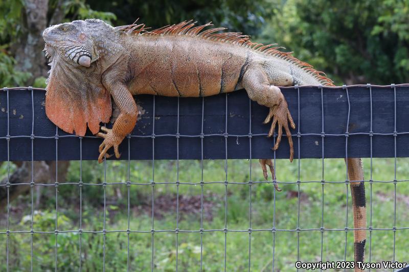 Green Iguana (Iguana iguana)