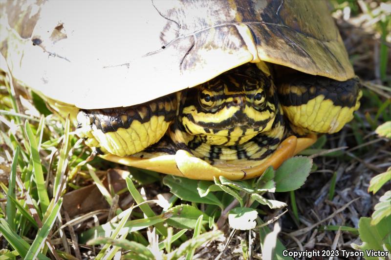 Florida Chicken Turtle (Deirochelys reticularia chrysea)