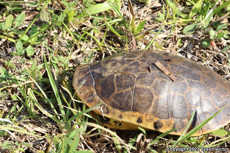 Florida Chicken Turtle (Deirochelys reticularia chrysea)