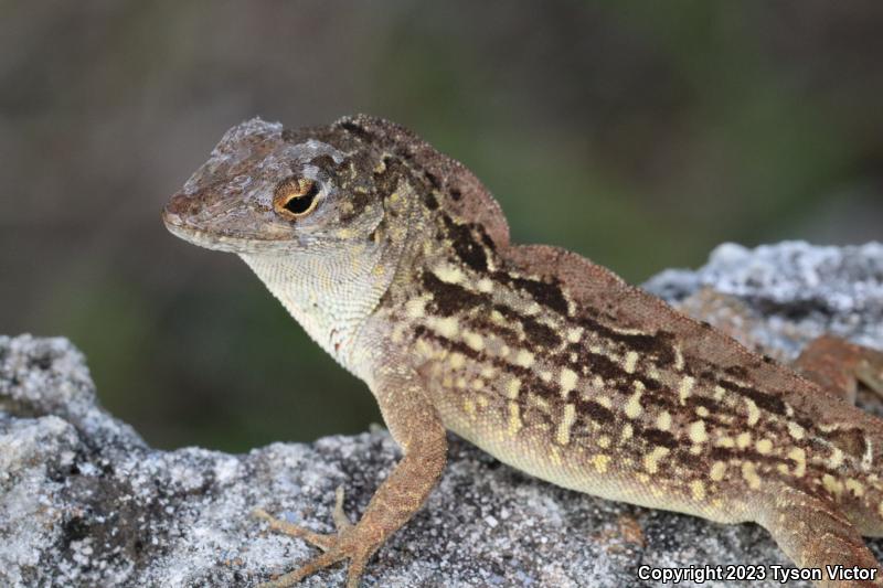 Cuban Brown Anole (Anolis sagrei sagrei)