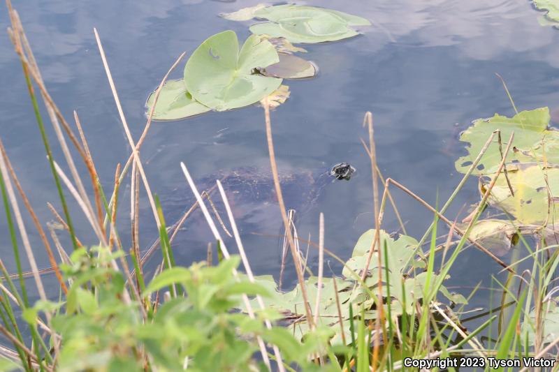 Florida Red-bellied Cooter (Pseudemys nelsoni)