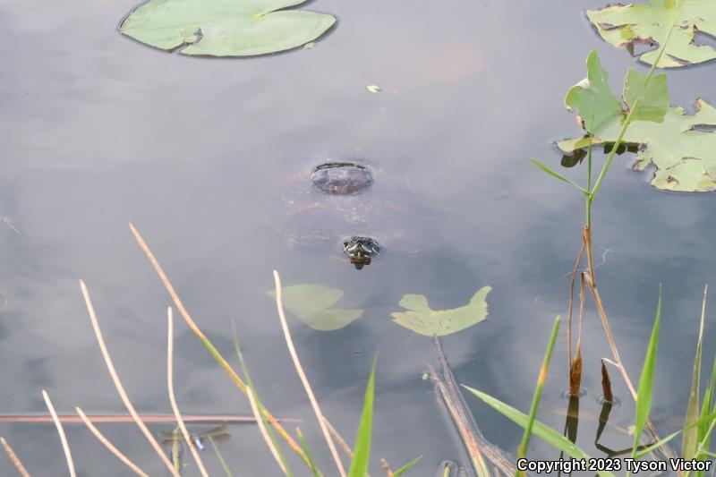 Florida Red-bellied Cooter (Pseudemys nelsoni)