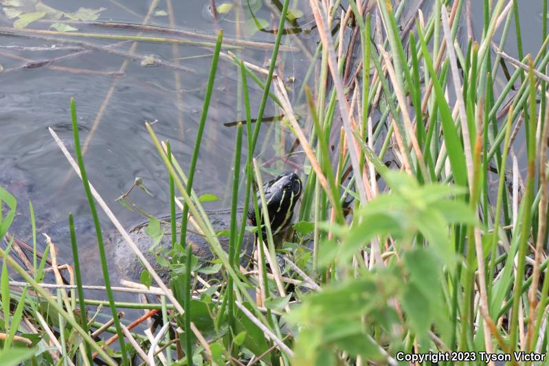 Florida Red-bellied Cooter (Pseudemys nelsoni)